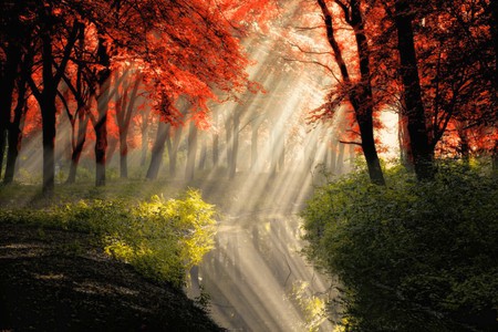 Sun Rays In Forest - beautiful, in forest, picture, sun rays