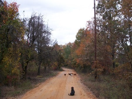 dog at chicken crossing - chickens, dog, birds, animals