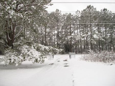 morning-snow - winter, nature, snow