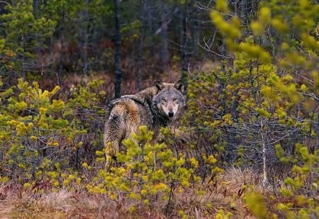 Wolf in Forest - wolf, picture, forest, beautiful