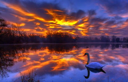 Dawn swim - reflections, dawn, golden clouds, blue sky, sunrise, swan swimming