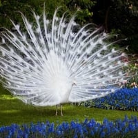 White Peacock