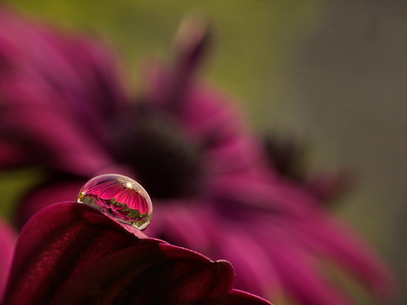 Waterdrop - red, flower, art photo, waterdrop, reflection, beautiful