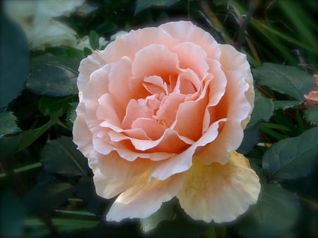 Rose Apricot Just Joey - pretty, delicate, joey, spring, flower, just, bloom, apricot, rose