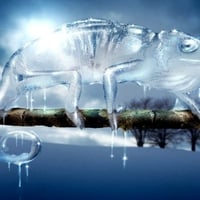 ICE CHAMELEON