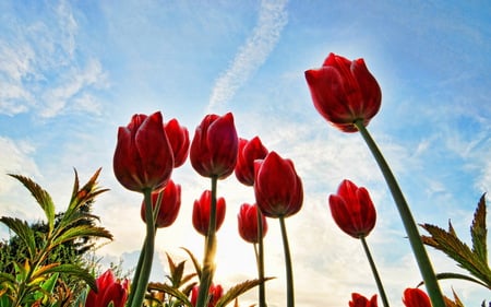 Red tulips - nature, sky, amazing, landscape, red, beautiful, tulips, flowers