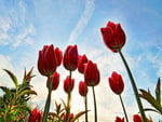 Red tulips