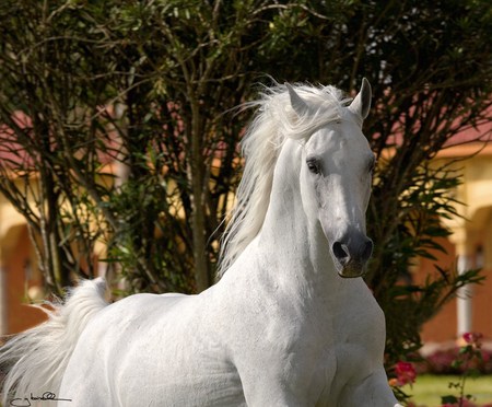 White Beauty - white, horses, beauty, oriental, arabian