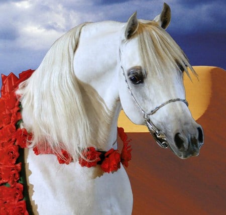 Beauty Within - oriental, arabian, white, desert, horses, beauty