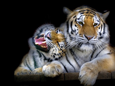 Tigers - picture, tigers, cool, beautiful