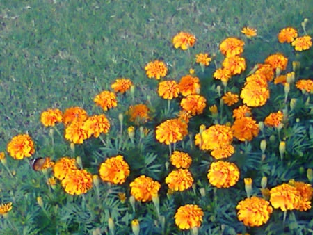 Flowers bed - flowers, nature, bed