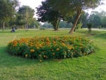 Bed of flowers