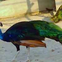 Peacock