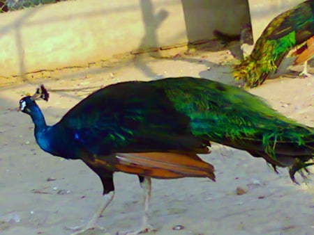 Peacock - colorful, peacock, animals, birds