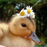 Daisy duck