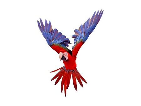 Red and Blue - red and blue, beautiful, parrot, picture