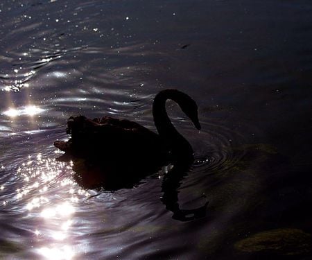 SWAN UNDER NIGHTLIGHT - bird, water, nighlight, swan, night, reflection