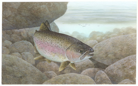 Rainbow Trout - trout, water, roud rocks, rainbow, fish