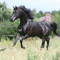 Born to Run Free