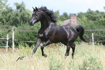 Born to Run Free - horses, freedom, oriental, black, arabian