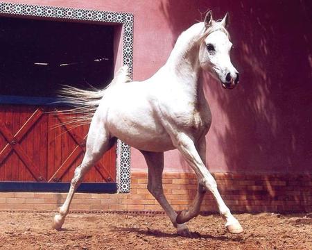 Purity Itself - oriental, arabian, white, purity, horses