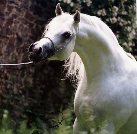 Stubborn - horses, white, oriental, arabian