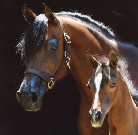 Strong Bond - horses, mare, foal, arabian, bay