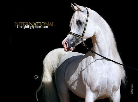 Pose - oriental, white, arabian, horses