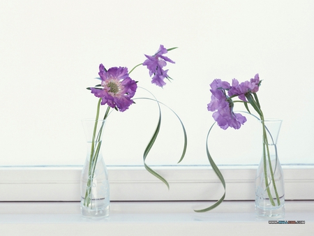 Plain And Simple - glass, stems, vaes, spring, bright, purple, window, wild, leaves, flowers, sunny