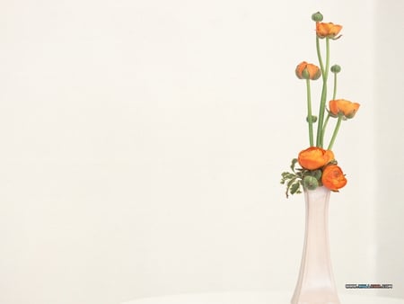 Spring Cuts - background, spring, vase, white, colour, floral, cutsstems, green, leaves, orange, flowers