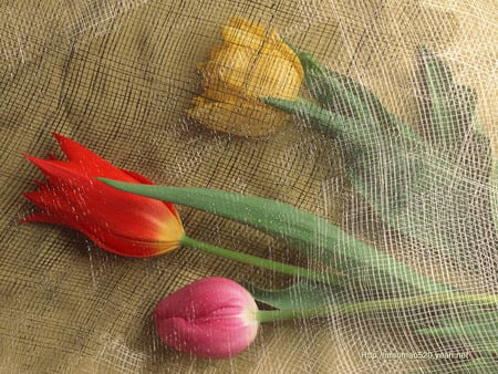 Tulips In Three's - stems, meshing, types, burlap, tulips, spring, yellow, pink, red, leaves, flowers, cuts