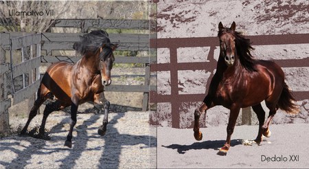 Spanish Fellows - horses, spanish, andalusian, andalusians, bay, chestnut