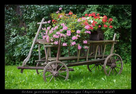 Flowers Cart - fullcolour, art photo, beautiful, petunias, country cart, flowers, backyard