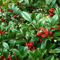 Festive Holly Tree