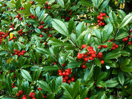 Festive Holly Tree - berry, tree trees, berries, foliage, christmas, ilex opaca, american holly, flora, red, holiday, leaves, green, colors