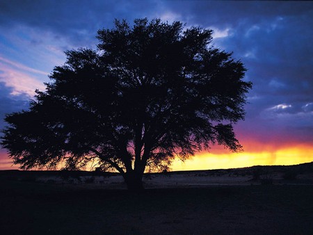 Tree - tree, nature, sunset, evening