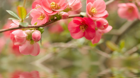 Beautiful Flowers - nature, water, flower, pink