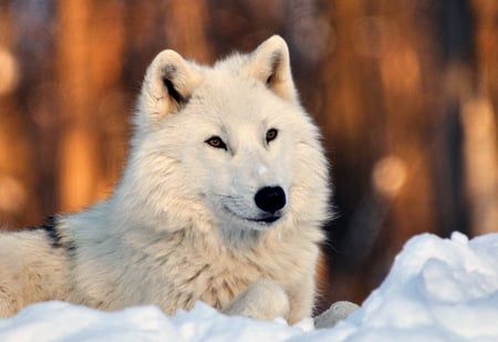 Wolf white - free, white, wolf, wild, woods