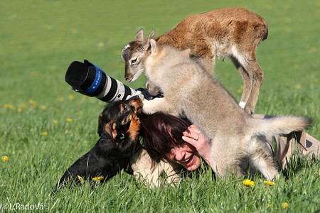 Help Me - photographer, picture, lady, help me, animals, funny