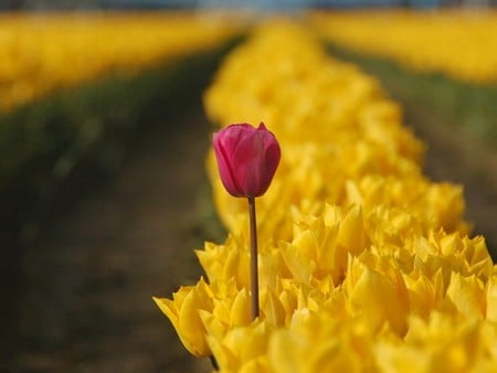 Beautiful Flower - picture, flower, in field, beautiful