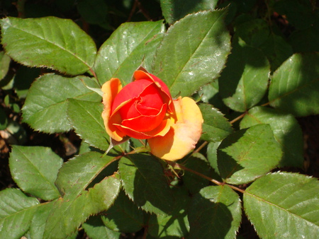 Orange-yellow Rose - florida, rose, yellow, orange