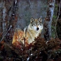 Winter-Forest-Wolf