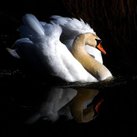 Cool Swan