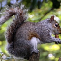 Cool Squirrel