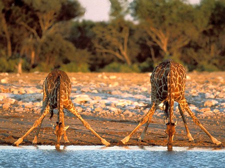 Drinking Giraffes - picture, cool, giraffes, drinking