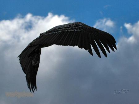 hawk flying - cloud, eagle, hawk, sky, animals, flying, birds