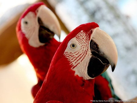 langkawi_parrots - parrots, birds, red, couples, animals