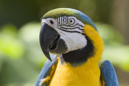 parrot_heada - animals, parrot, head, eye, color, birds