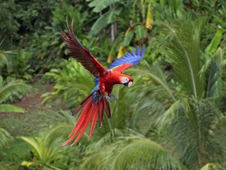 flying parrot - animals, bird, flying, parrot, beautiful, picture, trees, color, colorful