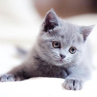 little grey kitten